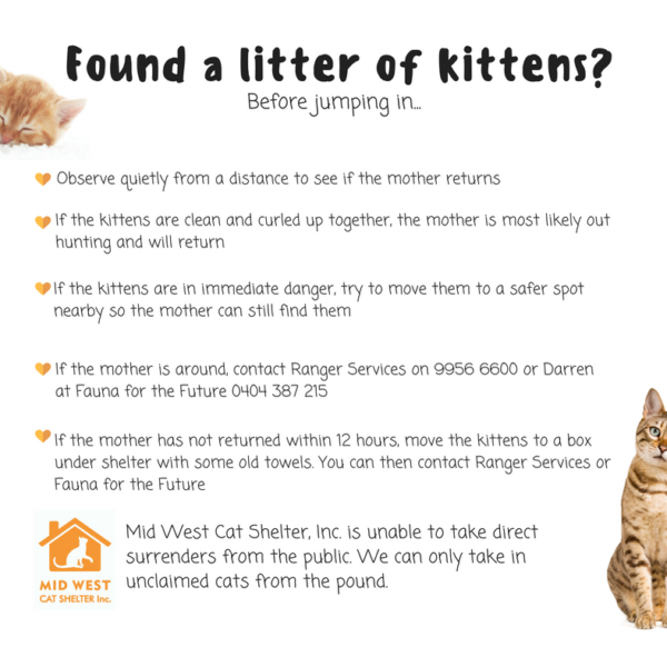 Found a litter of kittens?