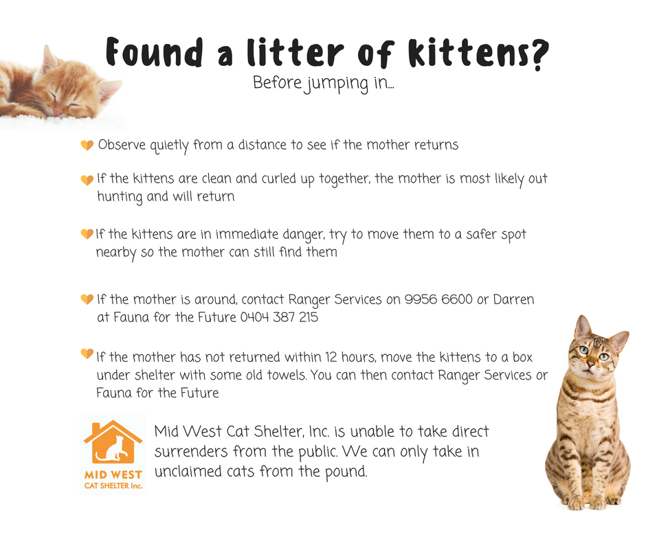 Found a litter of kittens?