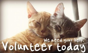 Volunteer with Mid West Cat Shelter, Inc